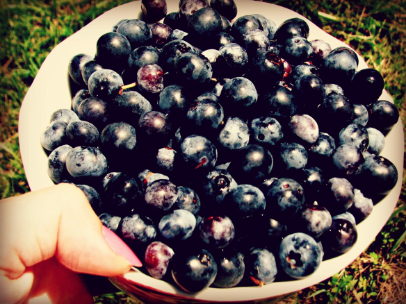ThisGreenEyedGirl Harvesting Organic Blueberries